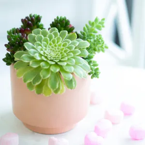 Aeonium Emerald Ice