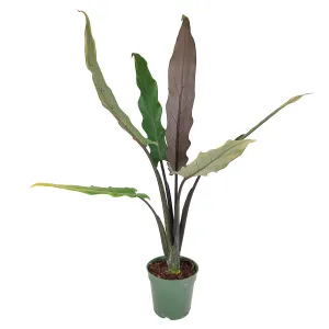 Alocasia Purple Sword