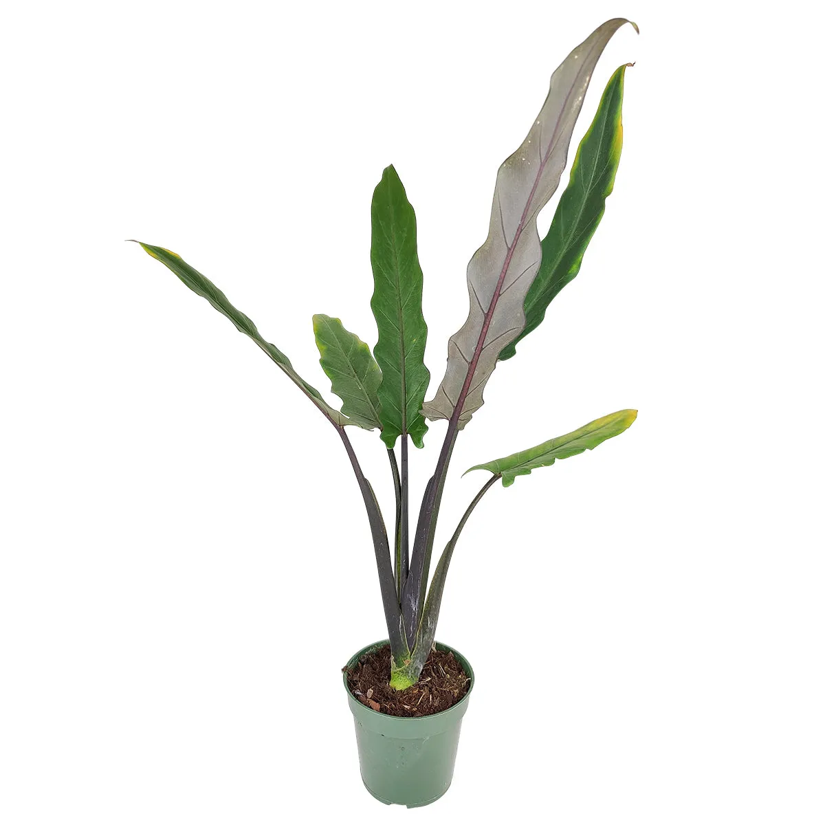 Alocasia Purple Sword