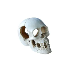 A/ORN SKULL MEDIUM 13CM