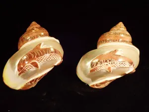 Carved Turbo -  Dolphin
