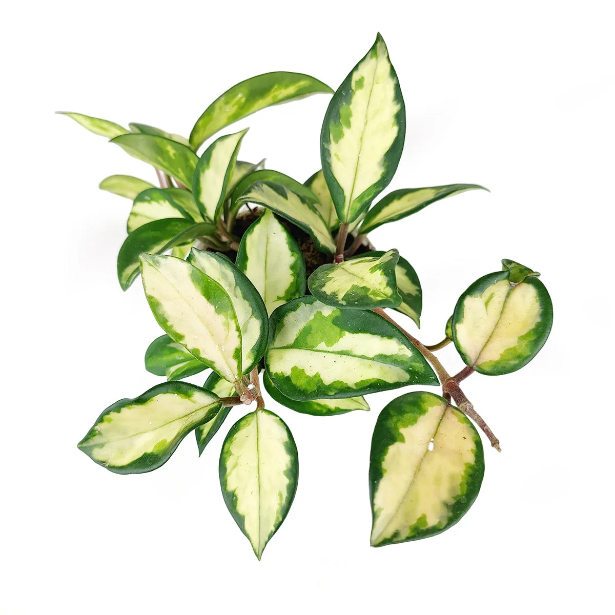Hoya Krimson Princess