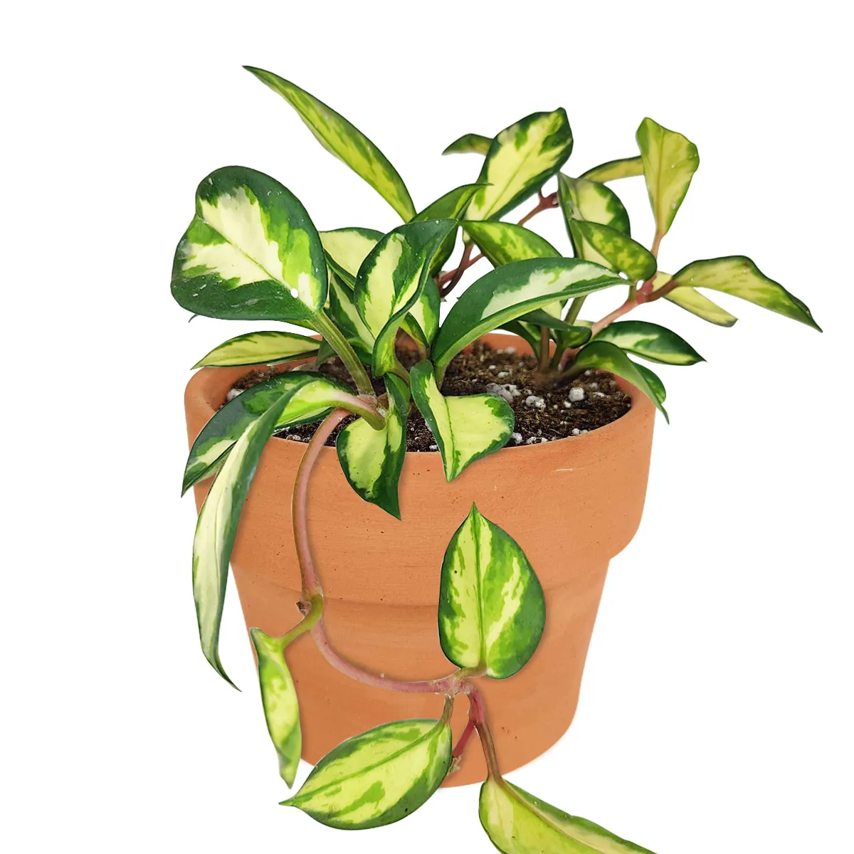 Hoya Krimson Princess