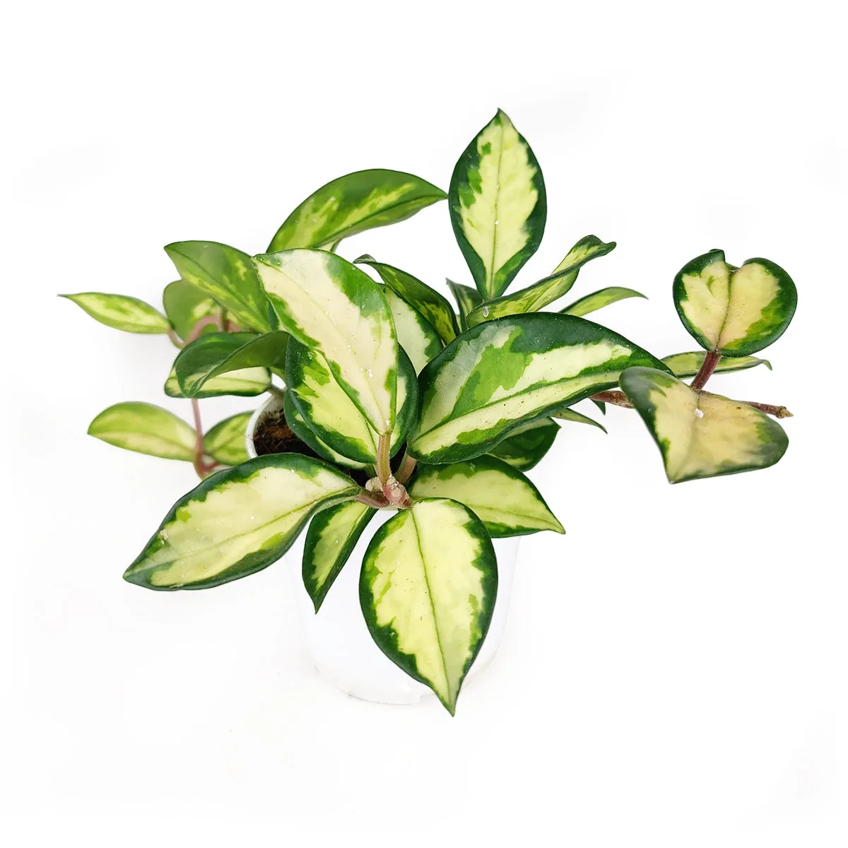 Hoya Krimson Princess