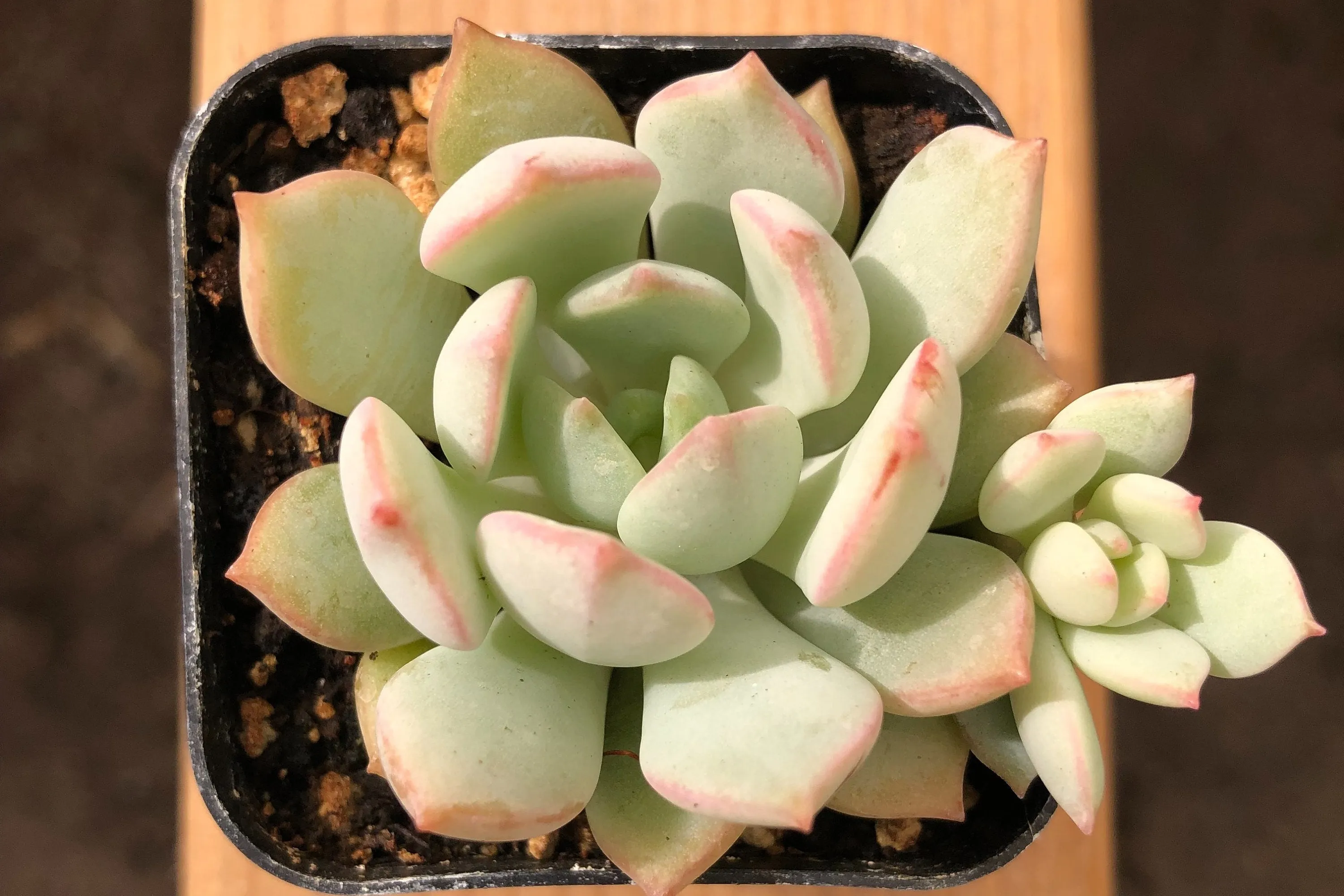 Live Graptoveria 'A Grim One' | Graptopetalums | Succulents