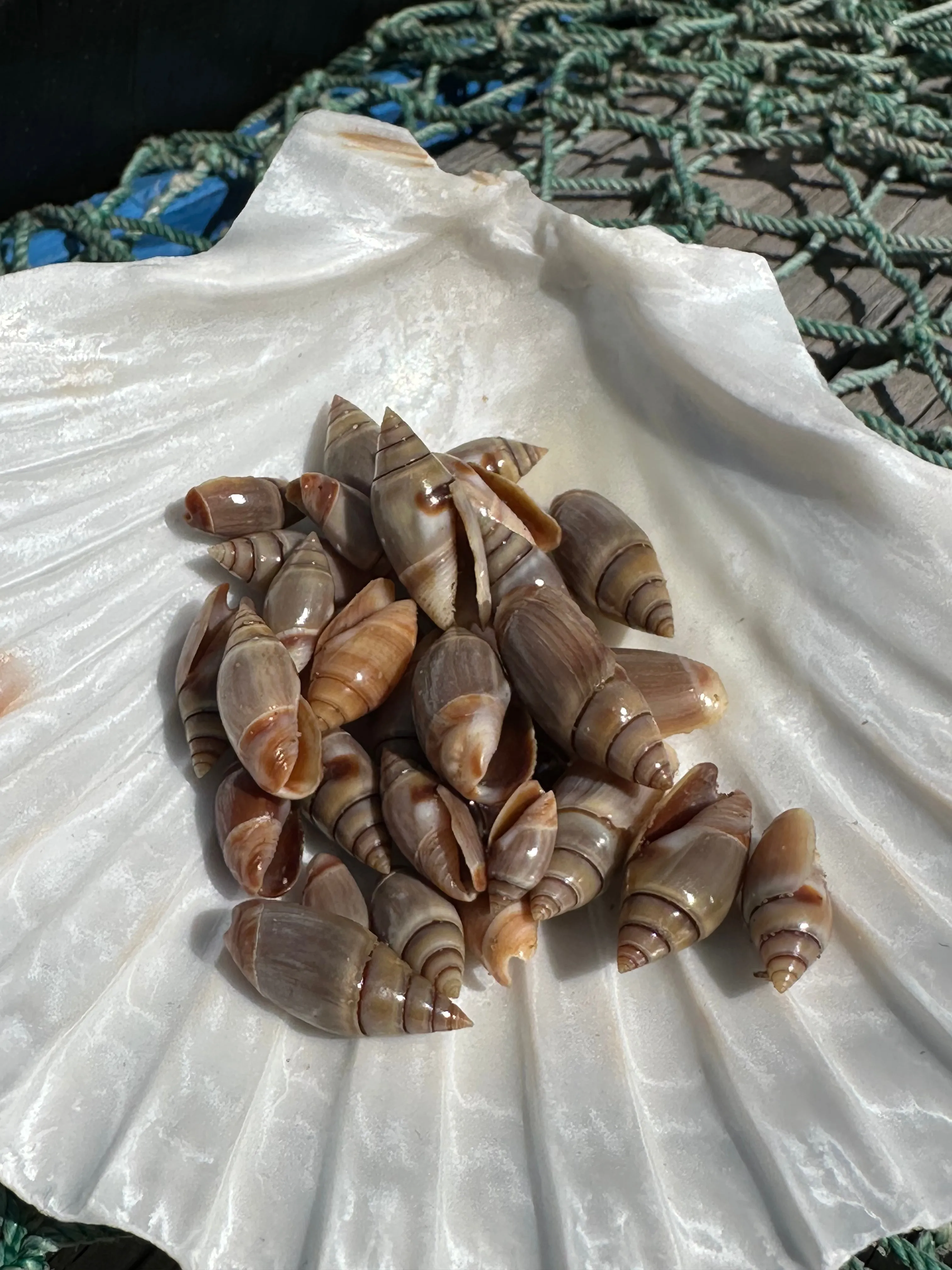 Mini Brown Mexican Olive Shell