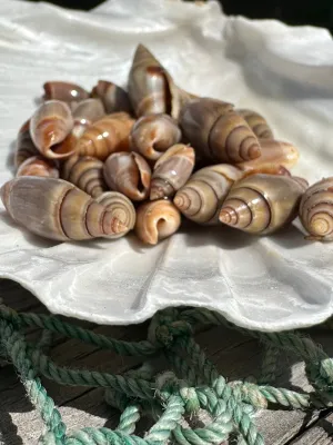 Mini Brown Mexican Olive Shell