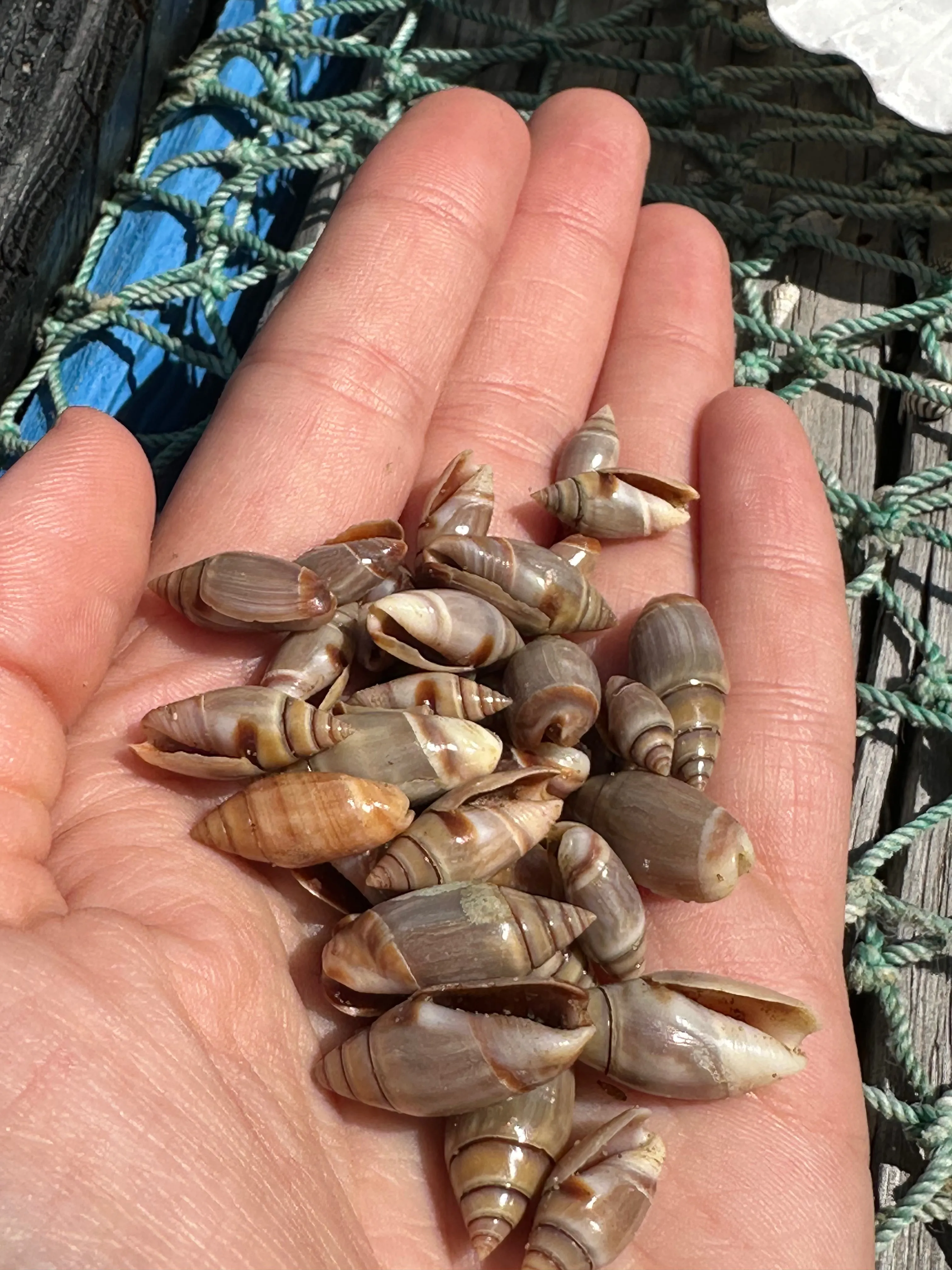 Mini Brown Mexican Olive Shell