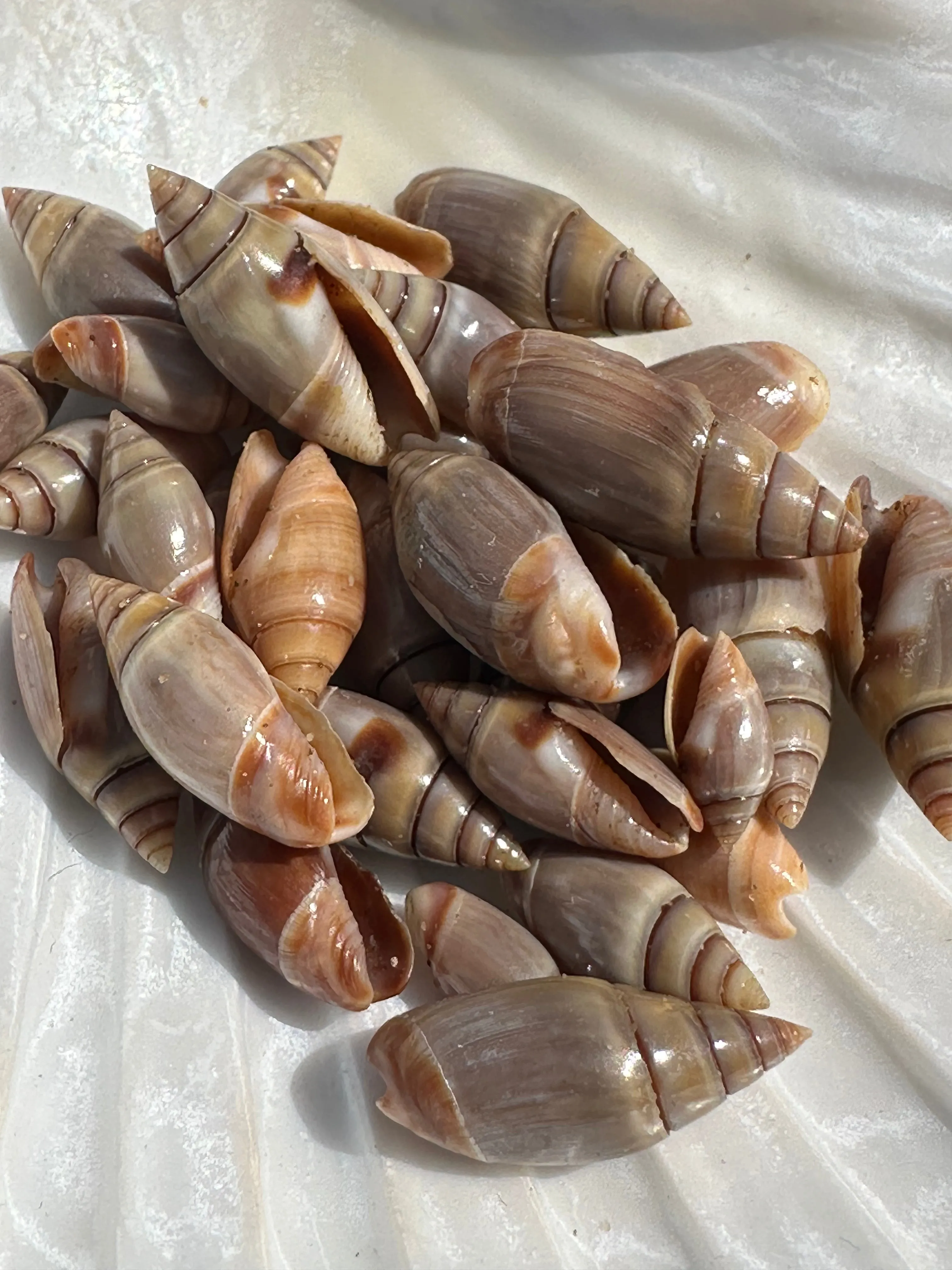 Mini Brown Mexican Olive Shell