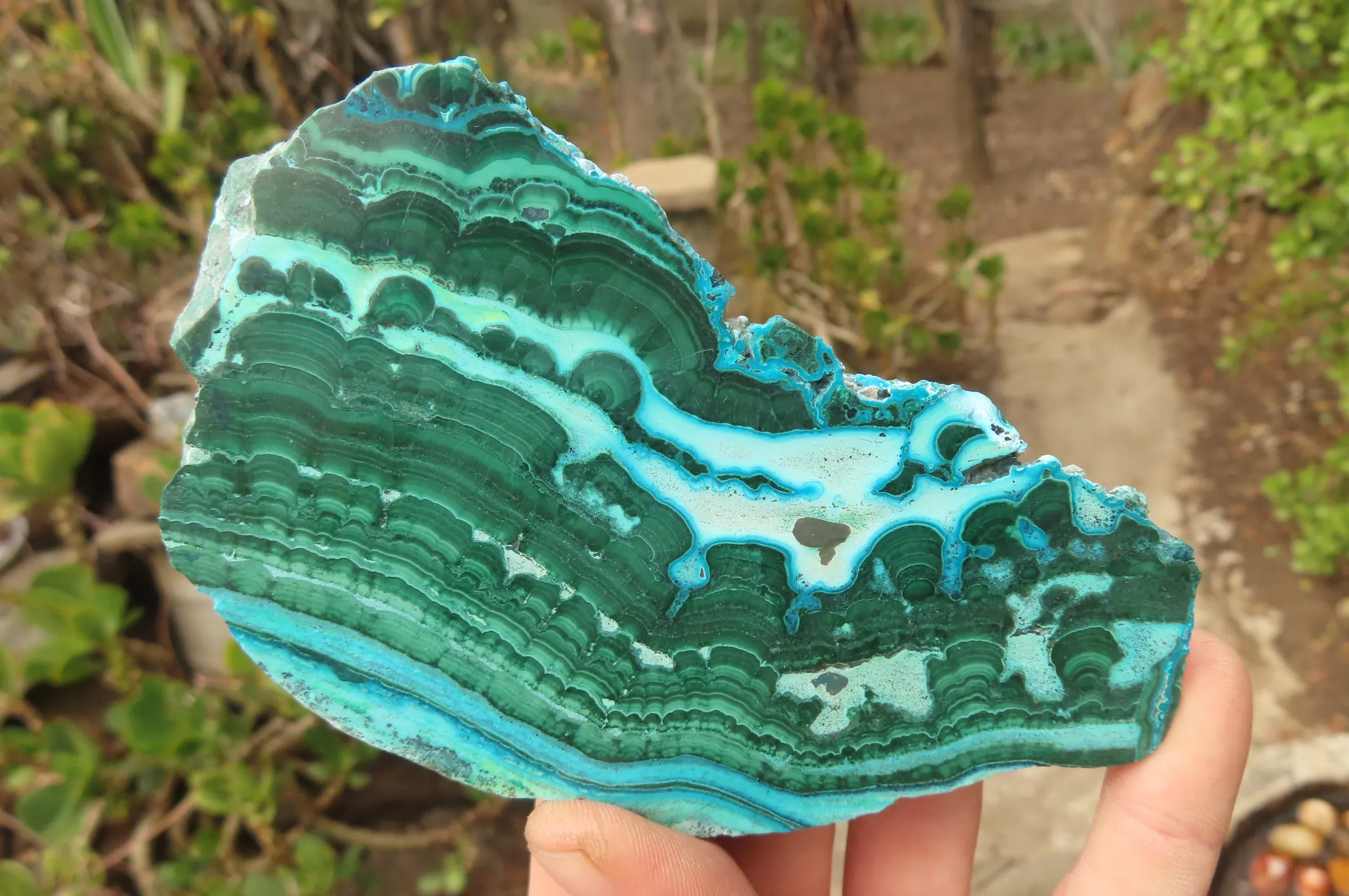 Polished Malacolla Slices x 5 From Kalukundi Mine, Congo