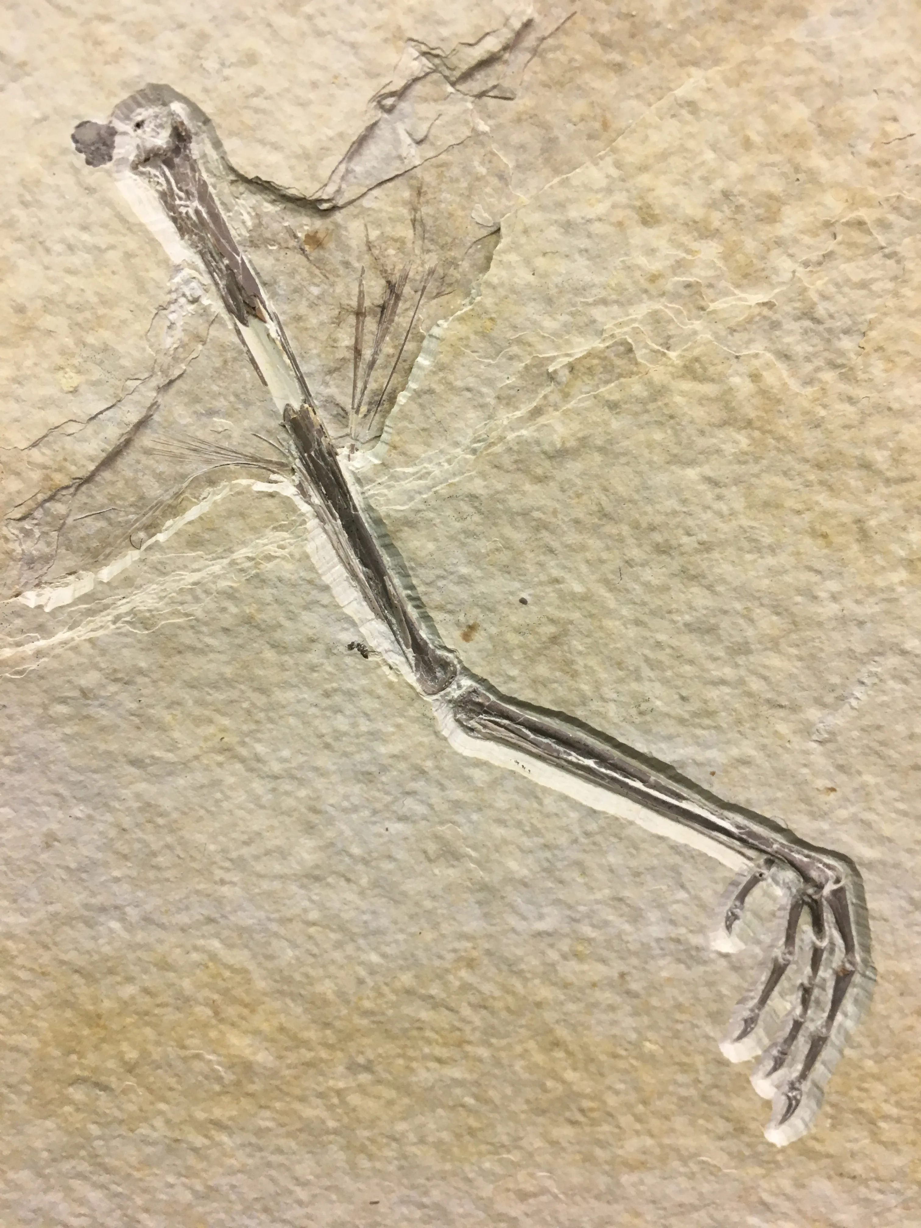 Rare Bird Leg Fossil 12"L - Messelornis nearctica