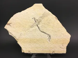 Rare Bird Leg Fossil 12"L - Messelornis nearctica