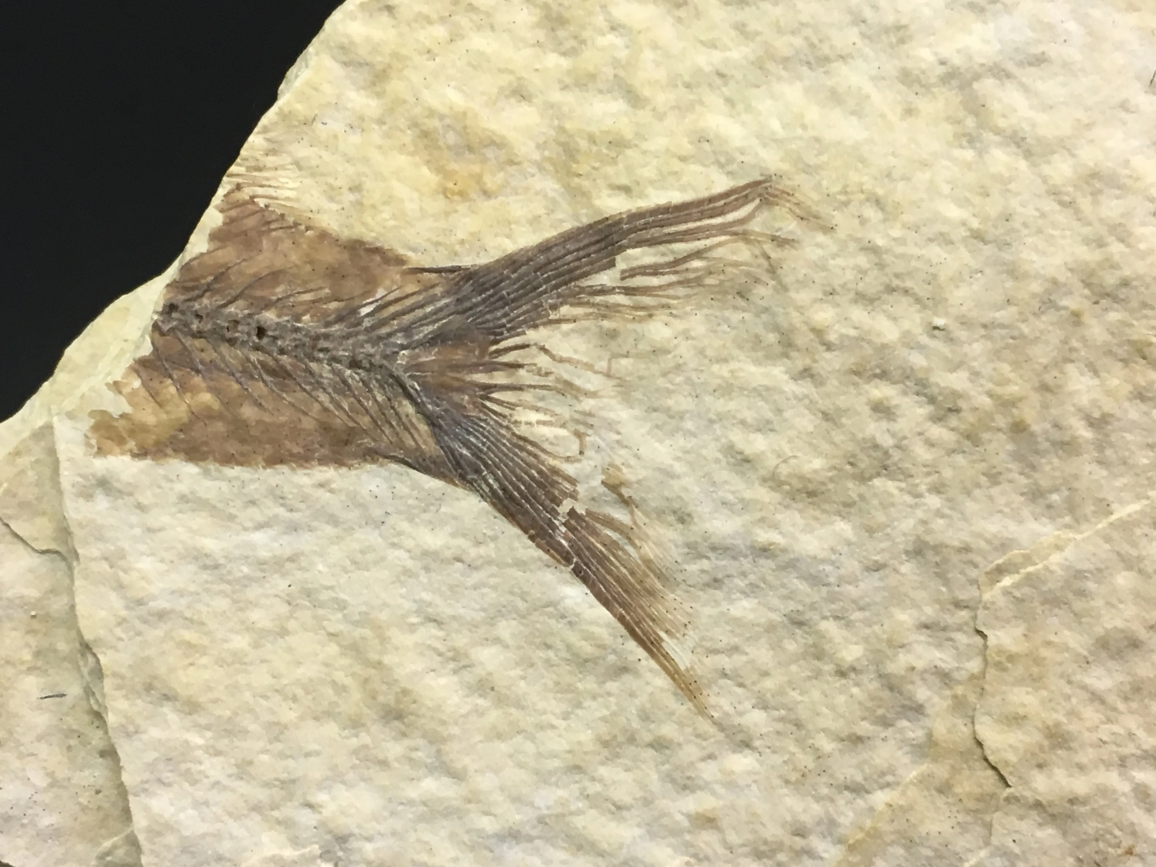 Rare Bird Leg Fossil 12"L - Messelornis nearctica