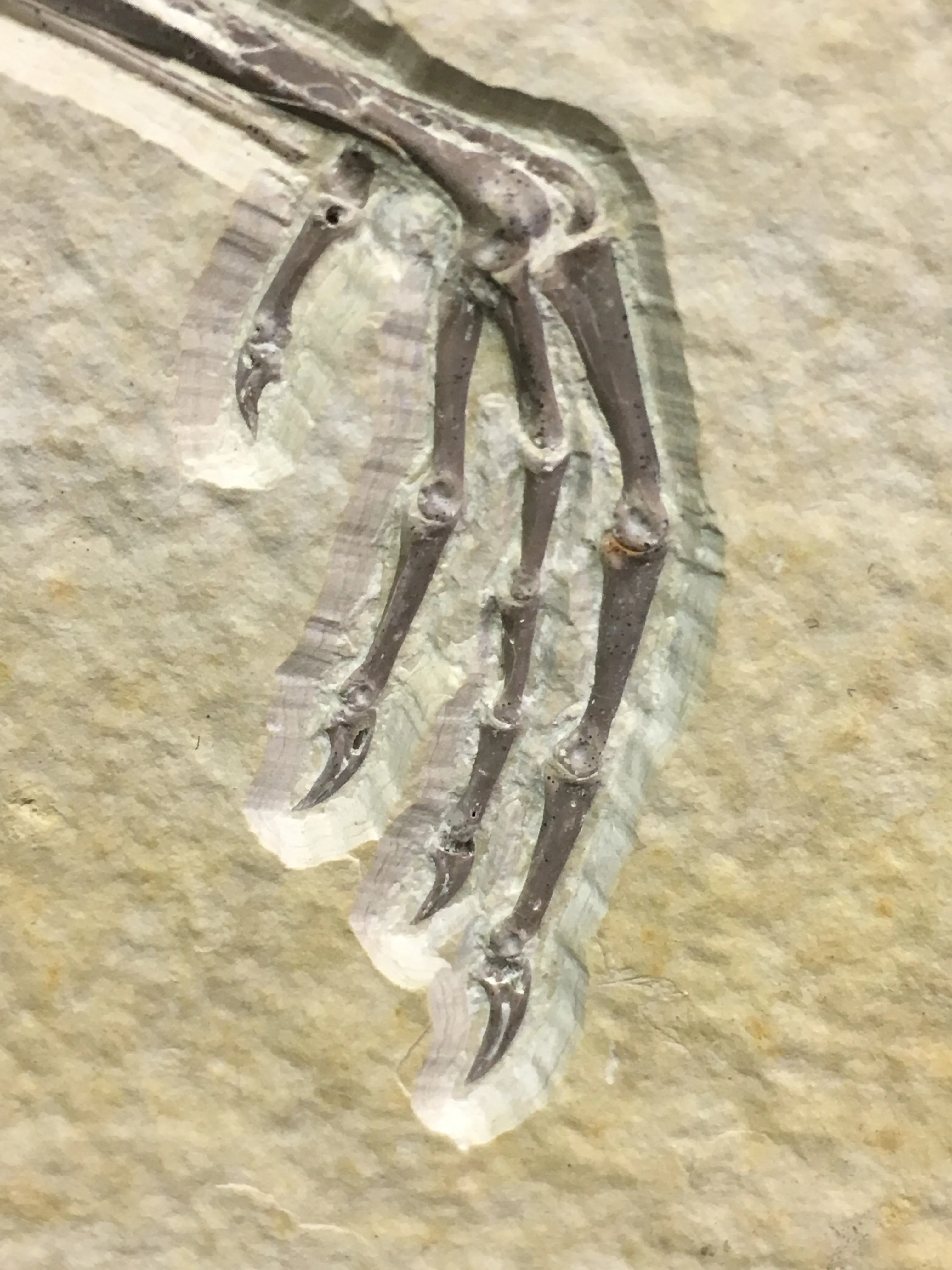Rare Bird Leg Fossil 12"L - Messelornis nearctica