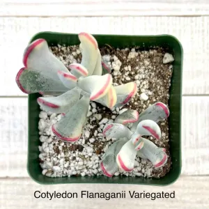Rare Cotyledon Flanaganii Variegated