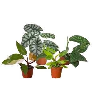 Rare Plant Bundle